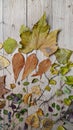 Background with autumn leaveson wooden floor natural - potpourri