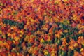 Background of autumn texture pattern Royalty Free Stock Photo
