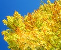 Background with autumn yellow beech leaves on sky background