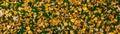 Background of autumn yellow leaves on green grass Royalty Free Stock Photo