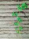 Green climbing plant on a wooden gray fence background Royalty Free Stock Photo