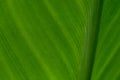Background of backlight fresh Tropical Canna Green leaf. Royalty Free Stock Photo