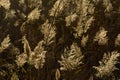 Backlit reed plumes, selective focus Royalty Free Stock Photo