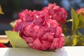 Bright pink gorgeously blooming hydrangea in the balcony box