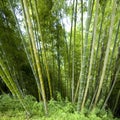 Background in bamboo