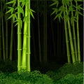 Background bamboo forest at night