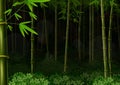 Background bamboo forest at night Royalty Free Stock Photo