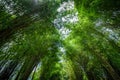 Background of Bamboo tunnel