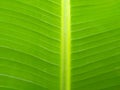background banana leaves Royalty Free Stock Photo