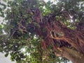 background of banyan tree rooted and high value