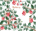 Background with barberry
