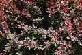 Background of barberry Thunberg leaves in the garden in summer