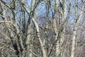 Background of bare trees against a blue sky in early spring