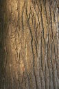 Background bark Royalty Free Stock Photo