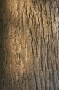 Background bark