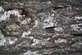 Background bark birch tree close up Royalty Free Stock Photo