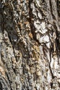 Background bark Royalty Free Stock Photo