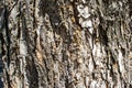 Background bark Royalty Free Stock Photo