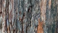 The background is the bark of the old cypress. Royalty Free Stock Photo