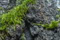 Background with the bark of an old tree with cracks and bumps overgrown with green moss Royalty Free Stock Photo