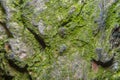 Background with the bark of an old tree with cracks and bumps overgrown with green moss Royalty Free Stock Photo