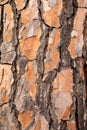 Background of the Bark of the Pine. Wallpaper texture. Royalty Free Stock Photo
