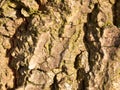 Background bark texture close up detail rough and grunge