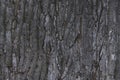 Background bark tree