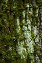 background, the bark of the tree is covered with moss Royalty Free Stock Photo