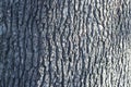 Background. Bark of tree. Oak bark.