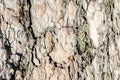 Background with bark tree texture. Moss on the tree Royalty Free Stock Photo