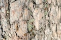 Background with bark tree texture. Moss on the tree Royalty Free Stock Photo