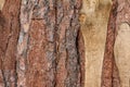Background bark wooden planks rough