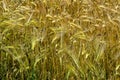 Barley field in France Royalty Free Stock Photo