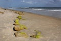 Coquina Rock Across the Beach