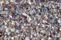 Beach covered in bits of scallop shells packed together in a thick layer Royalty Free Stock Photo