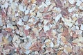 Beach covered in bits of scallop shells packed together in a thick layer Royalty Free Stock Photo