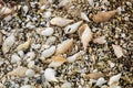 Background of a beach covered in snail shells Royalty Free Stock Photo