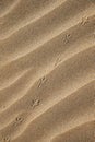 Background with beach sand and bird tracks in close-up. Sand dunes on a sunny summer day Royalty Free Stock Photo