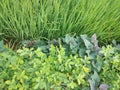 Background of bean plant leaves, cassava, rice on farmer's land