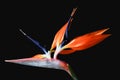 Strelitzia flower or bird of paradise flower on a black background Royalty Free Stock Photo