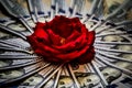 Rose on the dolars - photo