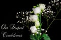 Macro close up of fresh white roses on  black  background Royalty Free Stock Photo