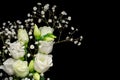 Macro close up of fresh white roses on  black  background Royalty Free Stock Photo