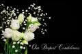 Macro close up of fresh white roses on  black  background Royalty Free Stock Photo