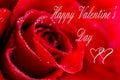 Red roses on   for Valentines day Royalty Free Stock Photo