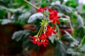 Geranium flowers in garden Royalty Free Stock Photo