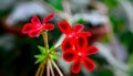 Geranium flowers in garden Royalty Free Stock Photo