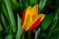 Spring tulip in garden
