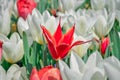 Colourful tulips growing in garden Royalty Free Stock Photo